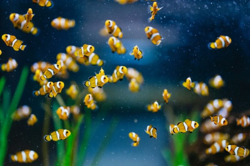 Poema del Mar Skip-the-Line Ticket - Who Will Love Poema del Mar?