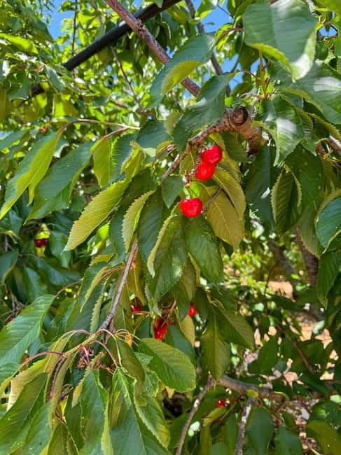 Polignano a Mare: coast & countryside Vintage tour by Fiat 500 SPIAGGINA - Arriving in Conversano: A Step Back in Time
