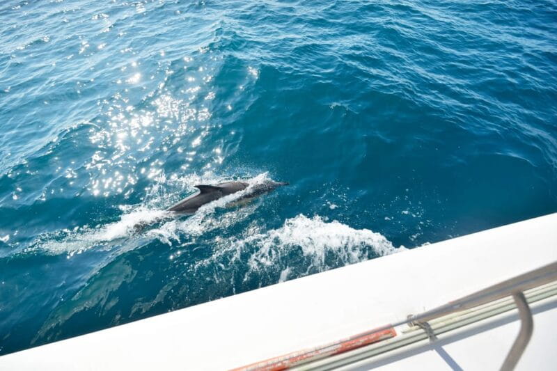 Pollença: Dolphin Watching Boat Excursion - Easy to Book and Flexible Cancellation