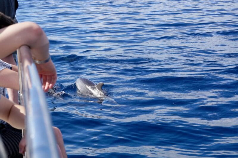 Pollença: Dolphin Watching Boat Excursion - The Itinerary: From Harbour to High Seas and Back