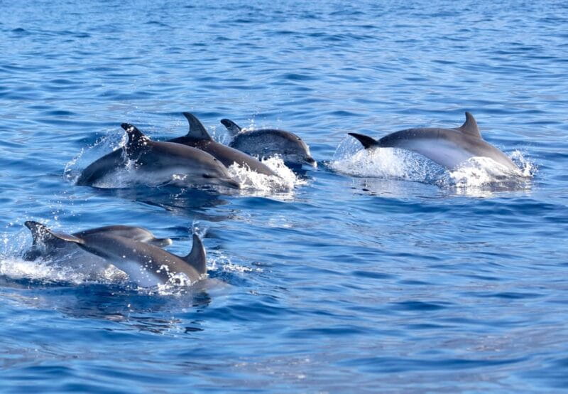 Pollença: Dolphin Watching Boat Excursion - Price and Value