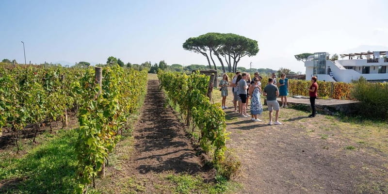 Pompei: Vesuvius Vineyards Tour with Wine Tasting and Lunch - FAQ
