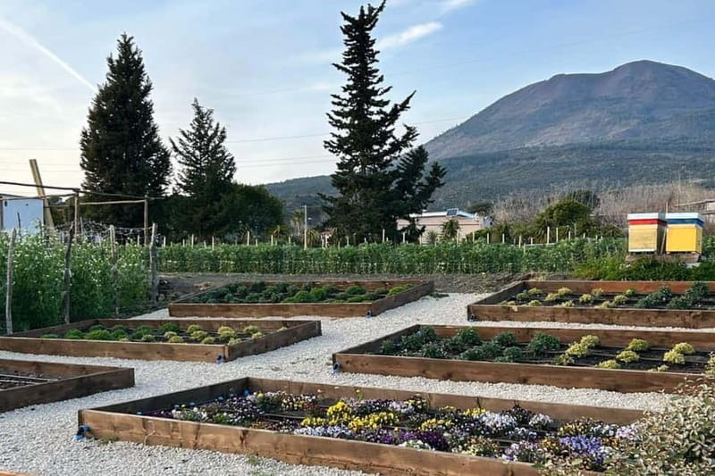 Pompeii: Dinner in a Farm To Table property on Mt. Vesuvius - Discovering a Unique Dinner Experience on Mount Vesuvius