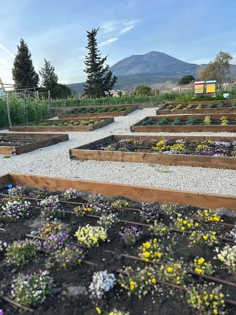 Pompeii: Dinner in a Farm To Table property on Mt. Vesuvius - Who Will Love This Experience?