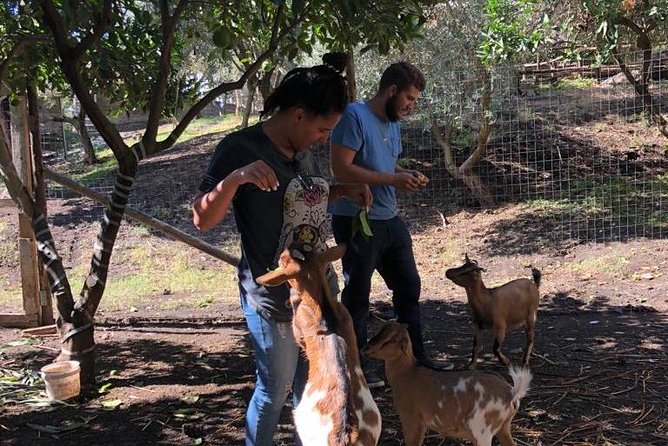 Pompeii Guided Tour & Horse Riding on Vesuvius With Wine Tasting - Booking and Contact Information