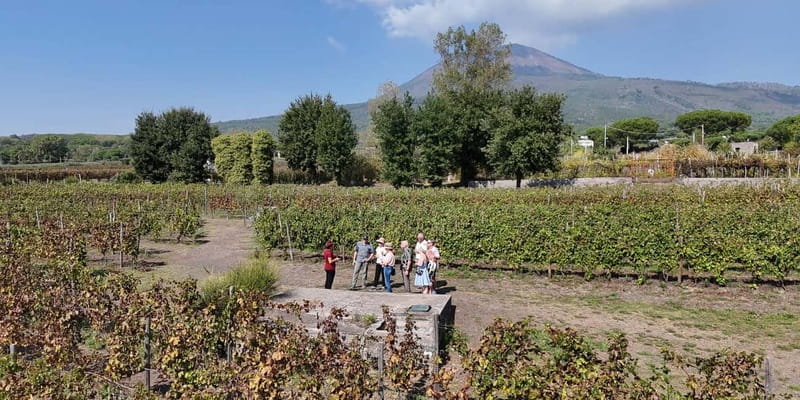 Pompeii: Private Tour with Wine Tasting and Lunch - Practical Tips for a Great Day