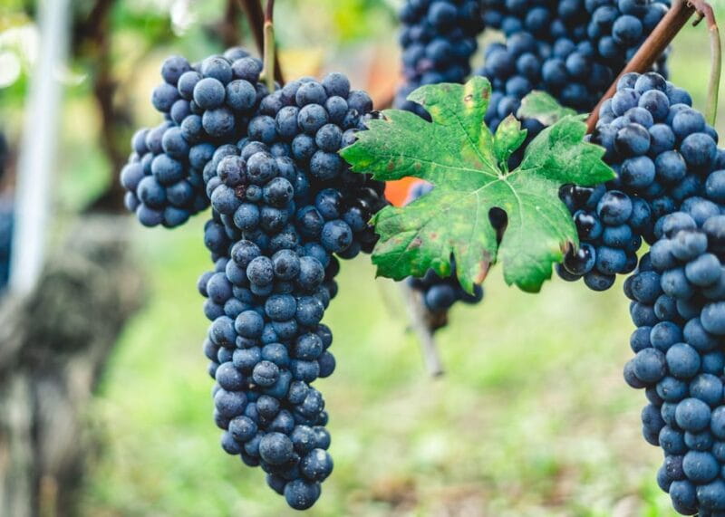 Pompeii & Two Local Wineries from Naples - The Sum Up