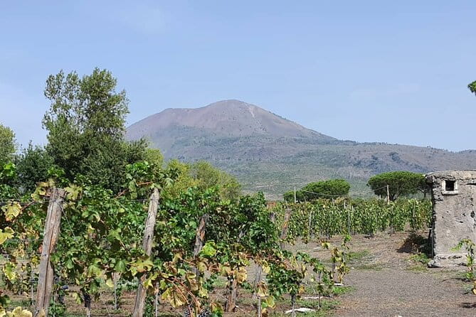 Pompeii & Wine Tour from Sorrento (tickets & lunch not included) - Key Points / Takeaways