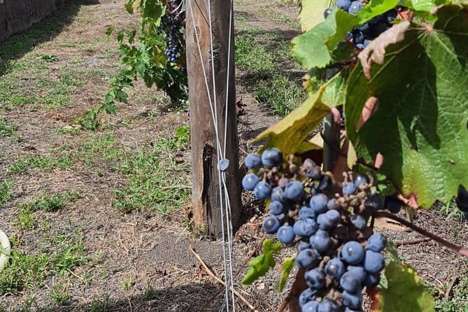 Pompeii & Wine Tour from Sorrento (tickets & lunch not included) - Who Might Want to Consider Other Options