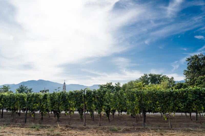 Pompeii Winery Tour, Tasting & Lunch - Pompeii Winery Tour, Tasting & Lunch: A Blend of Culture, Cuisine, and Vines