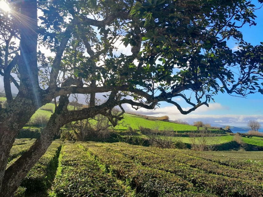 Ponta Delgada: East Circle, Furnas Volcano, & Northeast Tour - Ribeira Dos Caldeirões Natural Park