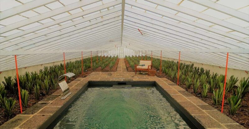 Ponta Delgada: Greenhouse Hot Tube with Pineapple Tour - Key points / Takeaways