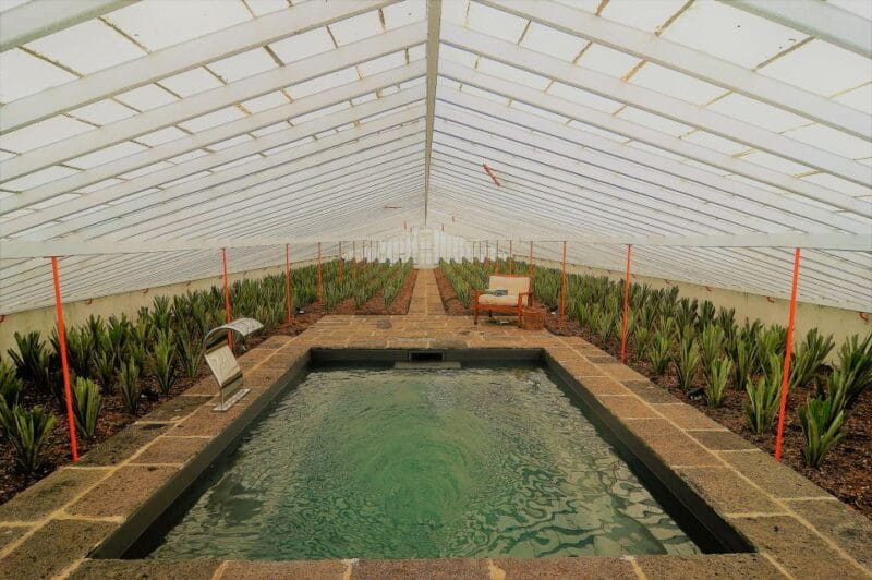 Ponta Delgada: Greenhouse Hot Tube with Pineapple Tour - Authentic Experiences and Real Guest Feedback