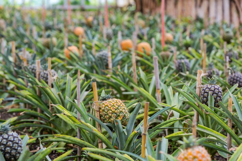 Ponta Delgada: Sete Cidades & Lagoa Do Fogo Tour - Key Points