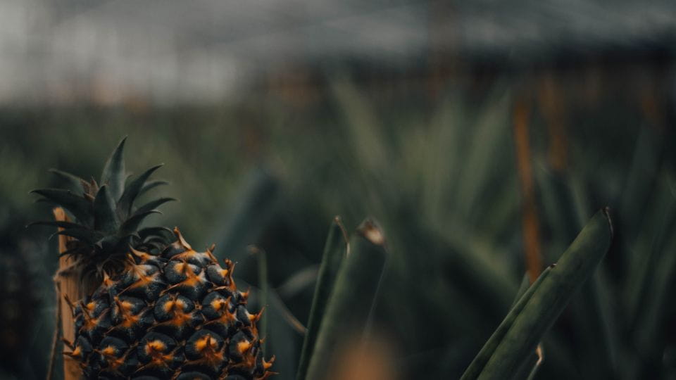 Ponta Delgada: Sete Cidades Volcano – Blue & Green Lake - Itinerary Highlights