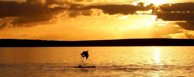 Pore: Sunset Dolphin Safari Cruise with Drinks - Who This Tour is Best For