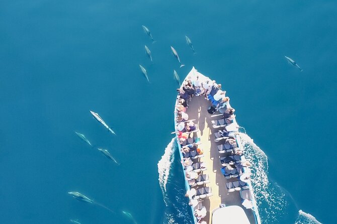 Portimão: 2H30 Guaranteed-Dolphins and Seabirds-Biologist on Board - Key Points