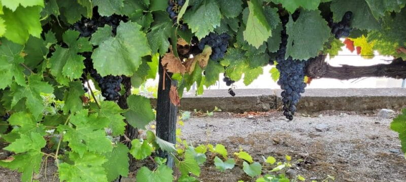 Porto ao Douro melhor experiência vinho e comida Portuguesa - FAQ