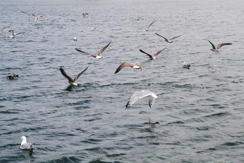 Porto: Authentic Portuguese Cuisine Boat Tour - Return Journey: Relaxed and Reflective