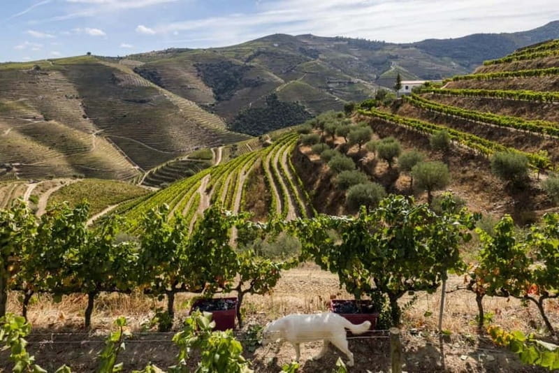Porto: Dão Wineries Tour with Wine Tasting, Lunch and Cheese - Who Will Love This Tour?
