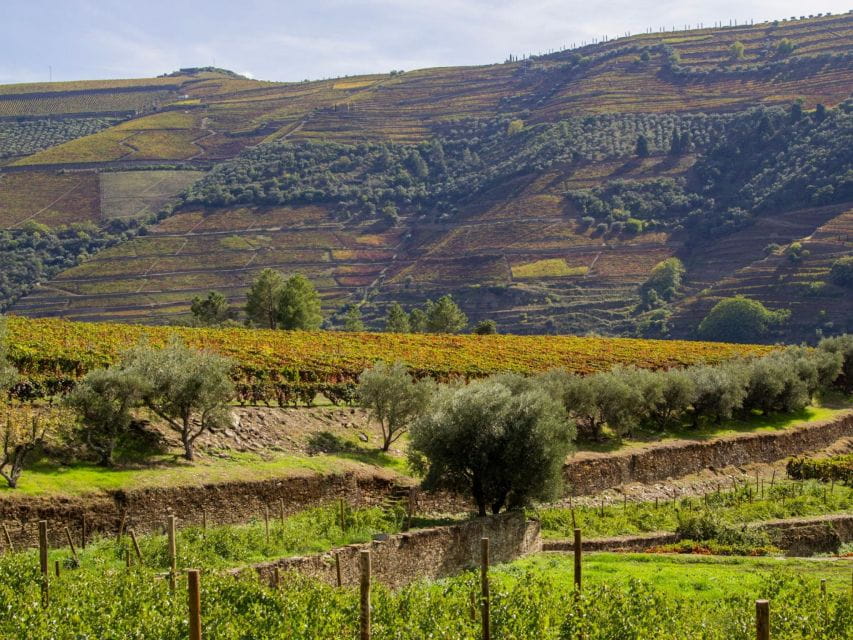 Porto: Douro Valley 2 Vineyards Tour W/ Lunch & River Cruise - Rabelo Boat Cruise