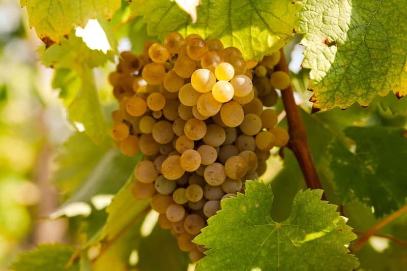 Porto: Douro Valley Exclusive Vinho Verde Tour - Value for Money: What’s Included?