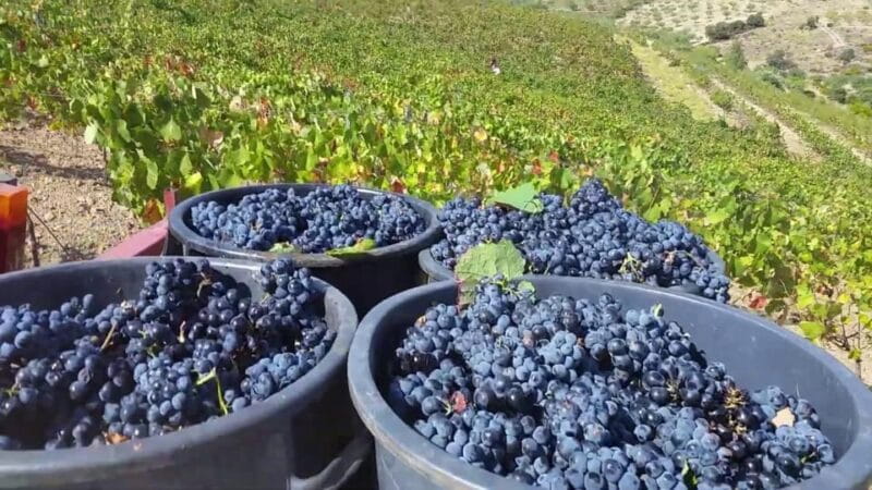 Porto: Douro Valley Tour with 2 Wineries, Lunch and Cruise - FAQ