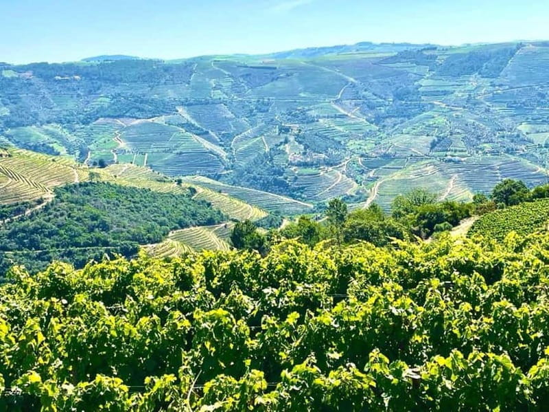 Porto: Douro Valley Tour with 3 Wineries and Lunch - Who This Tour Is Perfect For