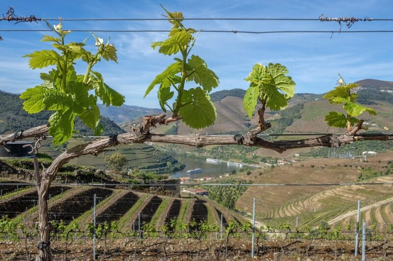 Porto: Douro Valley Wine Tour with a Sommelier & Boat Trip - Price and Overall Value: Is It Worth It?