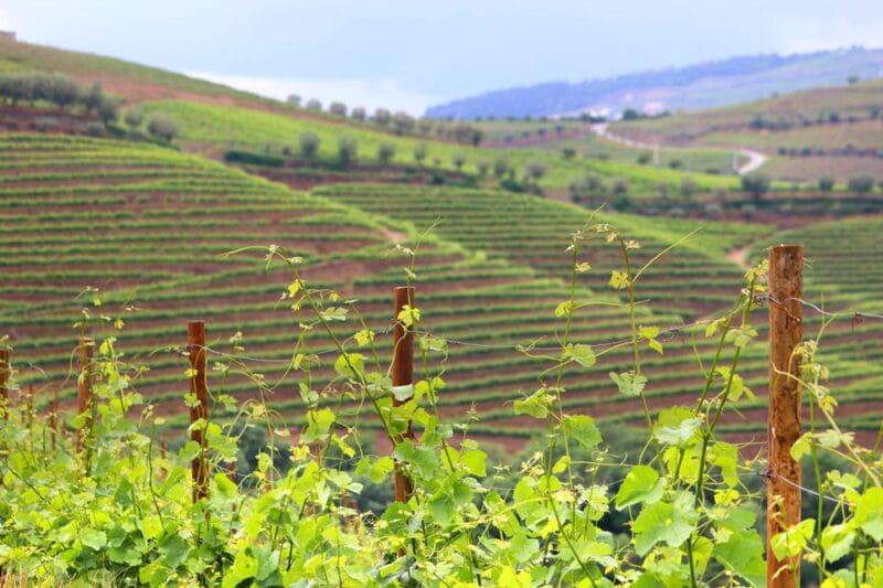 Porto: Douro Valley Wine Tour with Lunch, Tastings & Cruise - FAQ