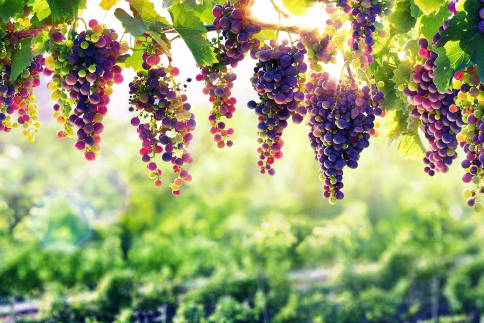 Porto: Private Tour - Wineries, Tastings, Picnic, Boat Trip - Photo Stop in Peso Da Régua