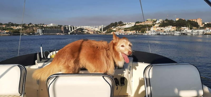 Porto: Private Yacht Tour on Douro River - up to 12 people - The Sum Up