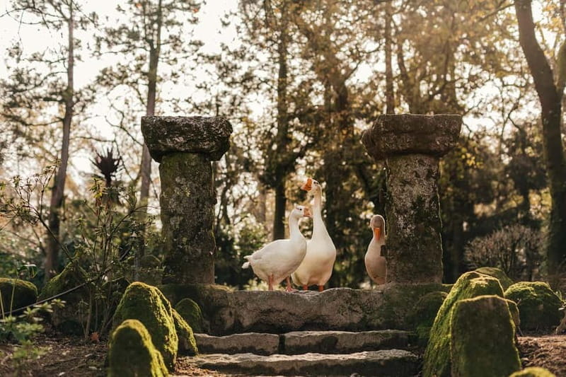 Porto: Qta da Aveleda Enchanted Gardens & Green Wine - Price and Logistics: What You Need to Know