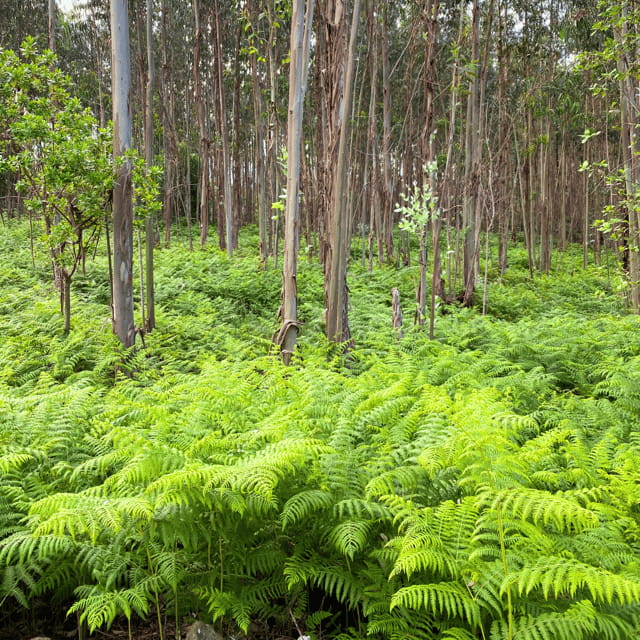 Porto Rio Mau: Hiking, Waterfalls, Lunch. - Key points / Takeaways