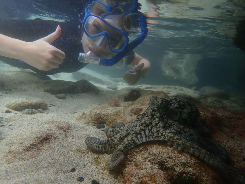 Porto Santo: Snorkeling Tour - Customer Feedback