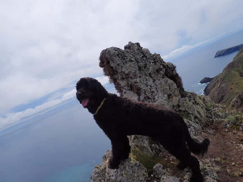 Porto Santo: Terra Chã and Pico Branco Hiking tour - Who Should Consider This Tour