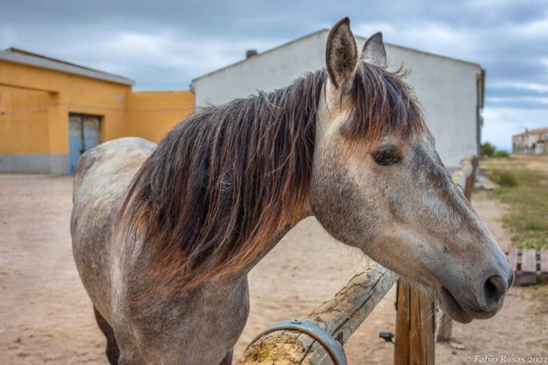 Porto Torres: rent your mountain bike to discover Asinara - Price and Value Perspective