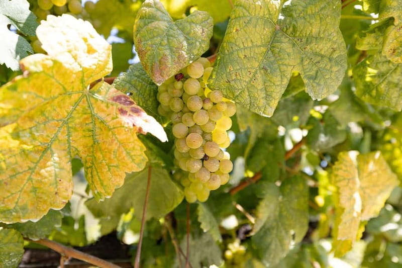 Porto Tour: Vinho Verde / Braga / Guimarães - The Vinho Verde Experience: From Vineyards to Tasting