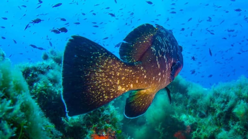 Porto-Vecchio: beginner diving in the Cerbicale Islands in the reserve - Price and Value: Is It Worth It?