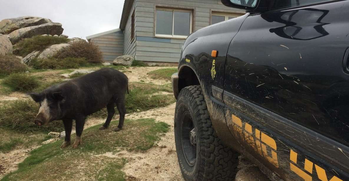 Porto Vecchio: Cuscionu Plateau & Alta Rocca 4x4 Tour - Exploring Corsican Villages and Culture