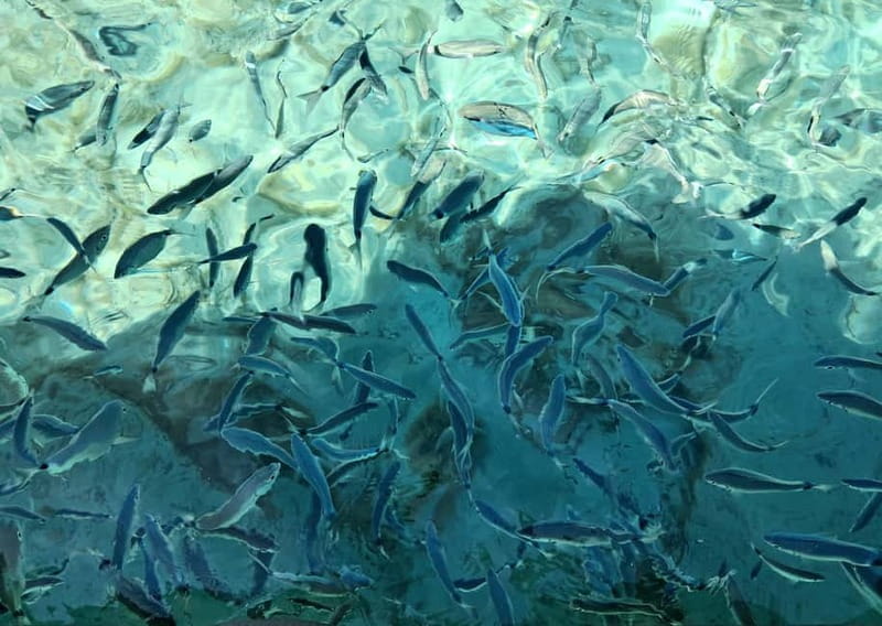 Porto-Vecchio : Discover Nature Through the Lavezzi Islands - Price and Value: What You’re Getting for Your Money