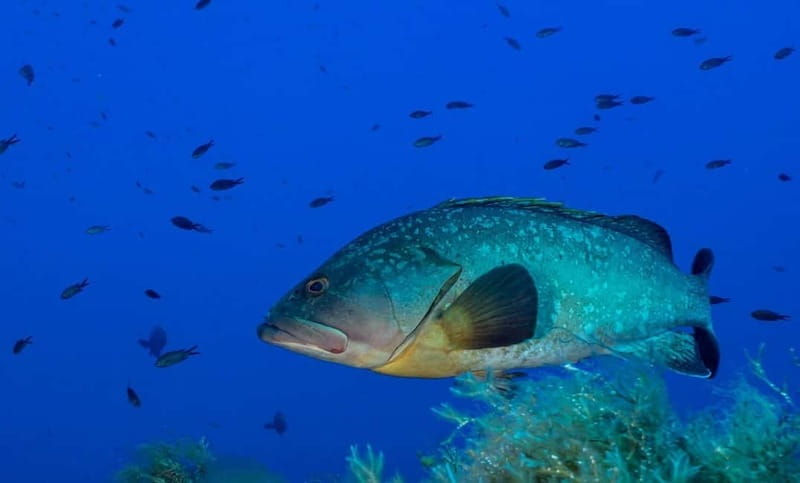 Portofino: scuba diving from Genoa - Key points / Takeaways