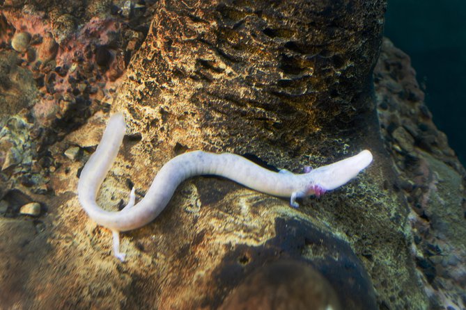 Postojna Cave and Predjama Castle - Entrance Tickets Included - Minimum Participants Required