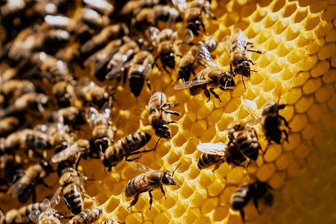 Pottery - Honey & Olive Oil experience - Final Thoughts