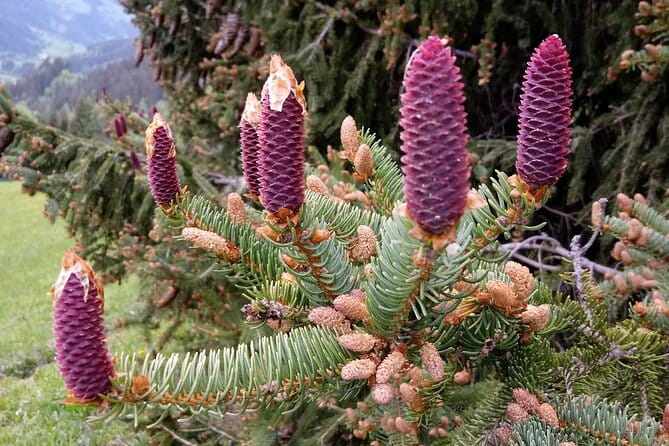 Power of Trees Private Tasting Tour - How to Prepare and What to Expect