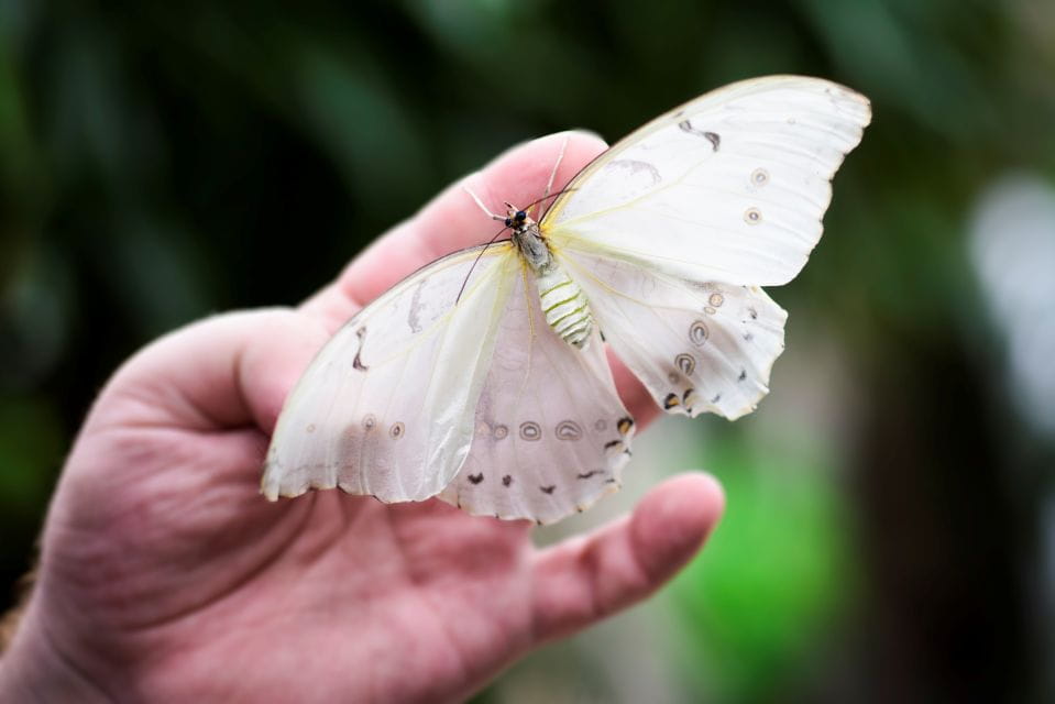 Prague: Papilonia Butterfly House - Visitor Interactions