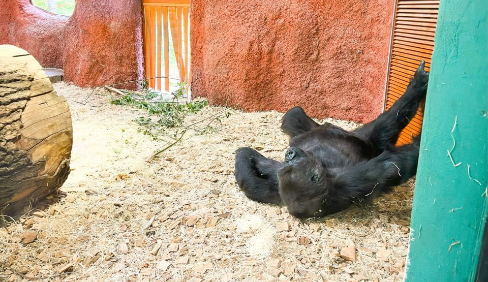 Prague: Prague Zoo Audio Guide With E-Ticket - Accessing the E-Ticket