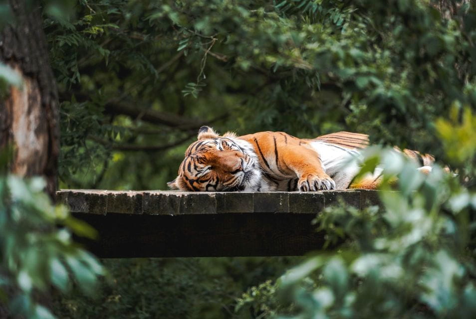 Prague Zoo Skip-the-line Tickets and Private Transfers - Important Considerations