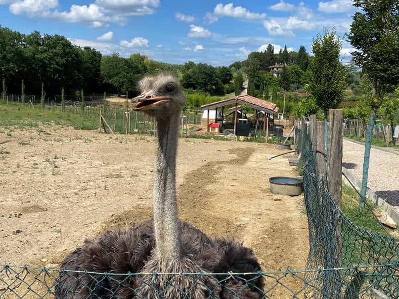 Premium Chianti E-Bike Tour, Food Wine Tasting + Photo shoot - Price & Value Analysis