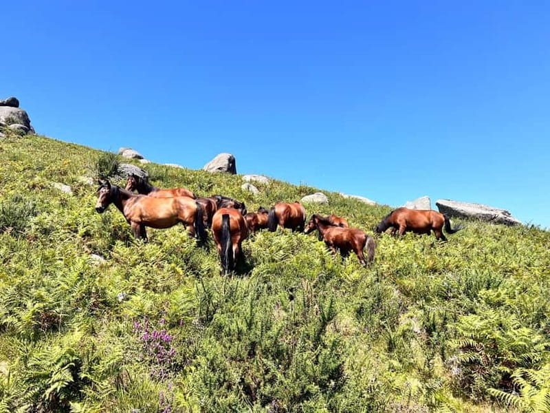 Premium e-MTB Tour in Geres with typical lunch - Who This Tour Is Perfect For